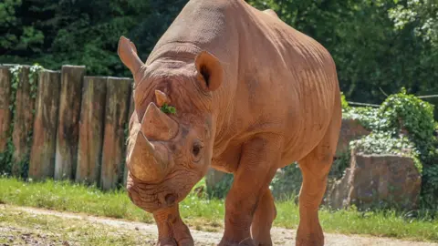 A black rhinoceros looking running the camera. It is brown and has a green leaf between its three horns on its head. The eyes are dark and in the background is his enclosure which has wooden posts and rocks.