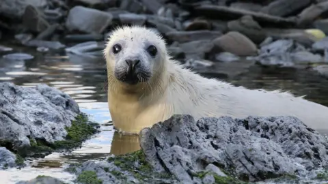 A young white seal lies in shallow water among rocks and looks at the camera.
