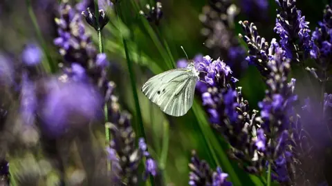Getty Images A close up of a pale green butterfly on a lavender flower.