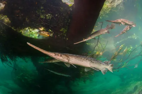 Isaac Szabo A large female longnose gar glides just beneath the surface of a clear river, surrounded by smaller, slender males. The fish have elongated snouts and silvery scales. A turtle is seen nearby in the plant-filled waters.
