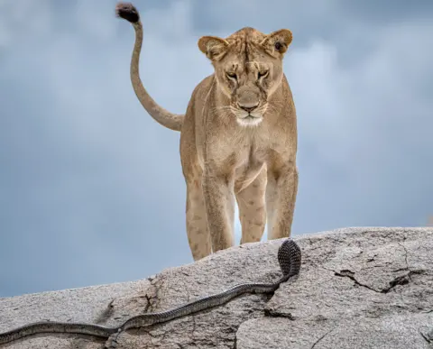 Gabriella Comi A standing lion locks eyes with a cobra. The standoff takes place on a rocky edge with a background of a blue sky blurred with clouds. 