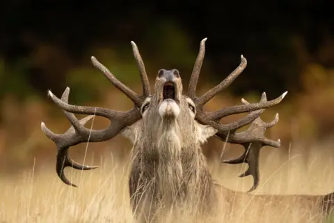 Jamie Smart A red deer stag stands in open grassland, head raised mid-bellow, its antlers fully grown.
