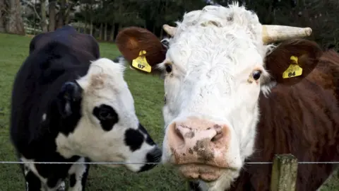 Reuters Two cows stood behind a fence. The cow to the right is brown with two tags seen on its ears. The second cow, to the left, is black with a black spotted face, and it is looking away from the camera. 