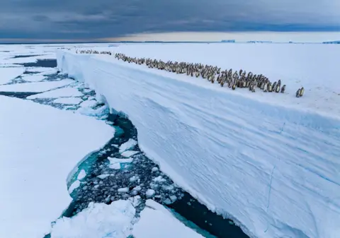 Bertie Gregory Emperor penguin chicks huddle at the edge of an ice shelf, preparing to leap into the freezing ocean below. The vast Antarctic backdrop behind them.
