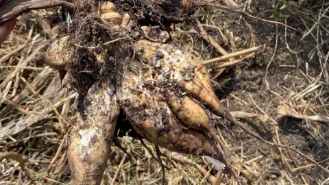 Tyndale Farm Veterinary Practice A muddy root which resembles a parsnip. The root is light brown in colour and coated with soil, suggesting it has just been pulled from the ground.