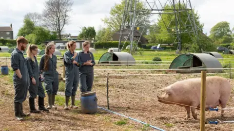 Five students dressed in overalls and wellington boots stand on a farm looking at a large pink pig. 