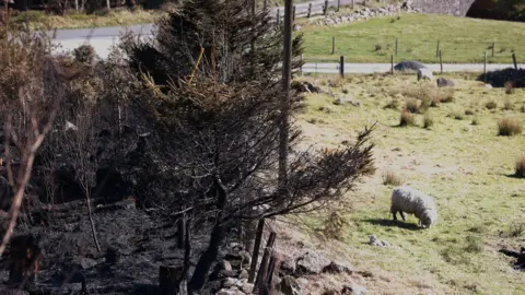 PA Media A sheep grazes beside the charred remains of gorse fires on the Sandbank Road, which cuts through the Mourne Mountains.